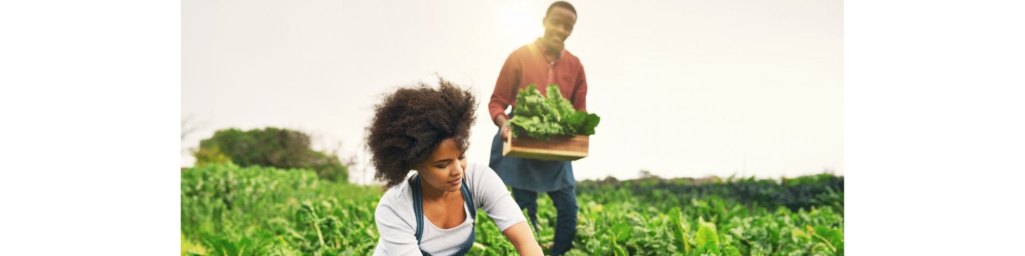 Agro, Grocery & Health